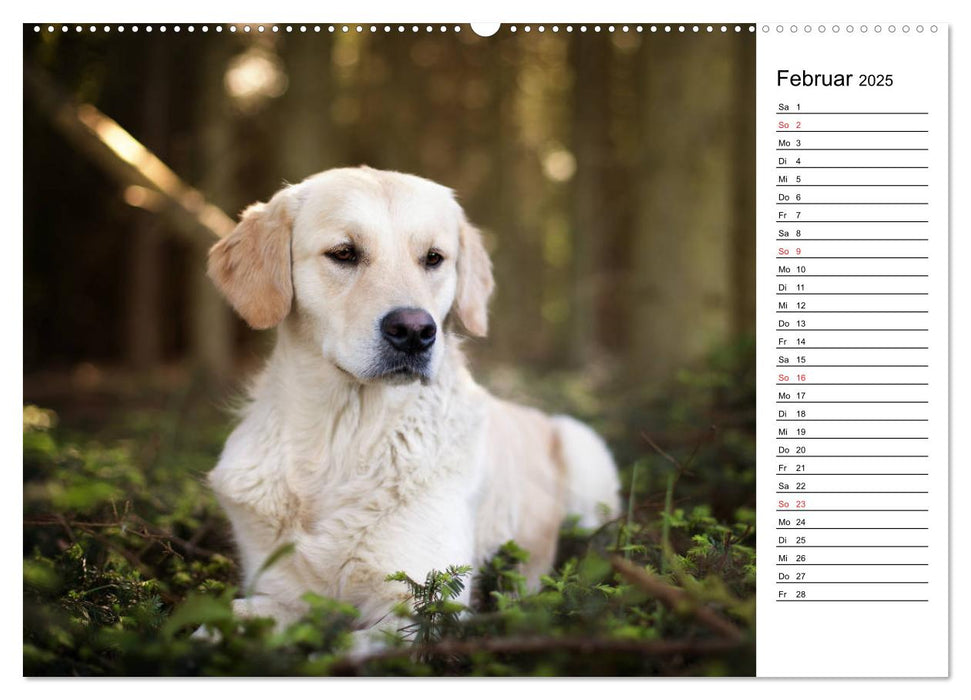 Goldig durch das Jahr! (CALVENDO Premium Wandkalender 2025)