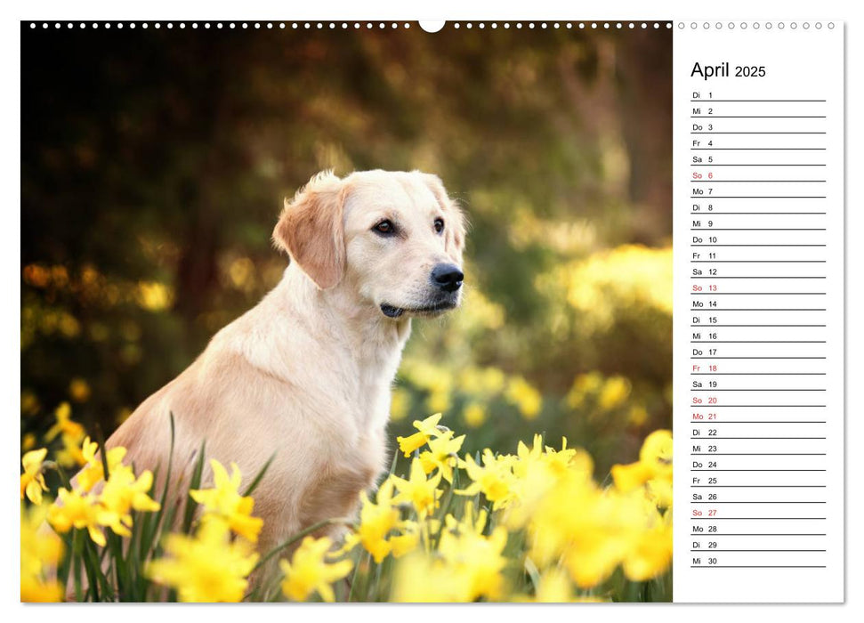 Goldig durch das Jahr! (CALVENDO Premium Wandkalender 2025)