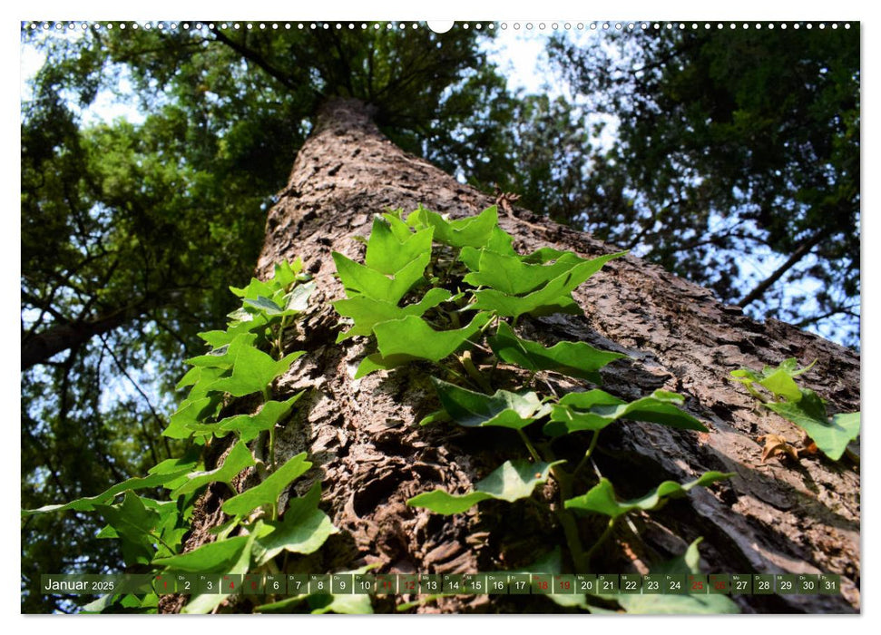 Lebensform Baum (CALVENDO Premium Wandkalender 2025)