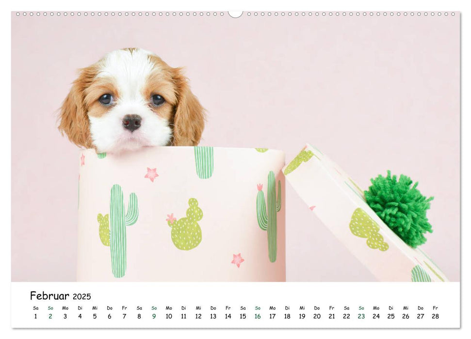 Baby Pfoten (CALVENDO Premium Wandkalender 2025)