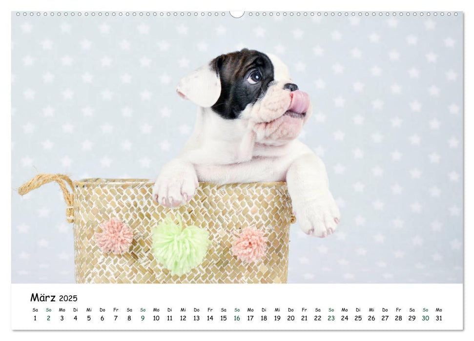 Baby Pfoten (CALVENDO Premium Wandkalender 2025)