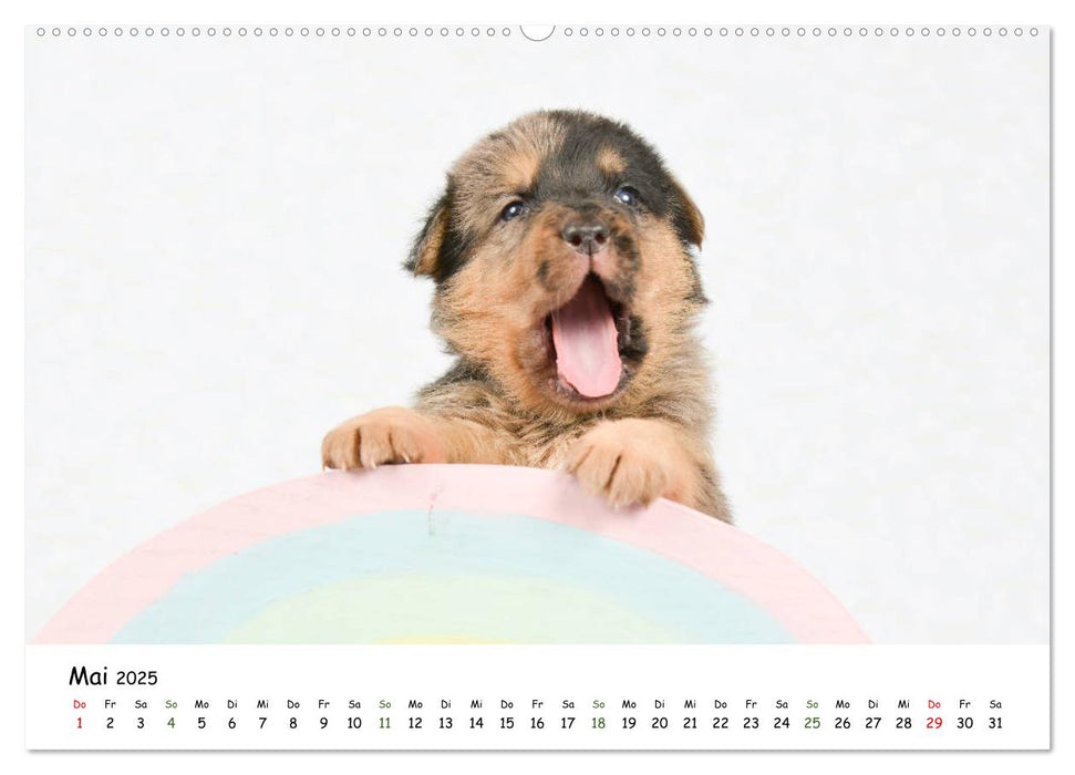 Baby Pfoten (CALVENDO Premium Wandkalender 2025)