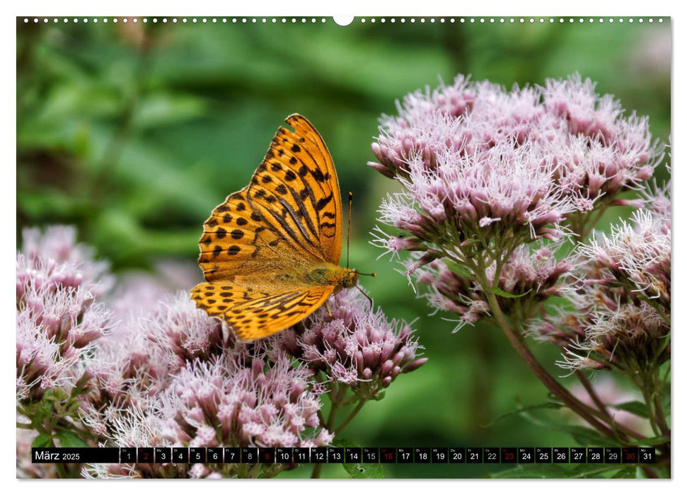 Allgäu - Natur pur (CALVENDO Premium Wandkalender 2025)