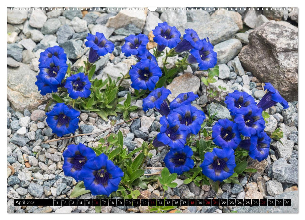 Allgäu - Natur pur (CALVENDO Premium Wandkalender 2025)