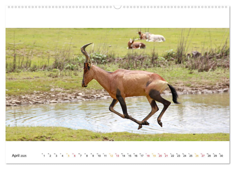 AFRIKAS TIERWELT Panorama Impressionen (CALVENDO Wandkalender 2025)