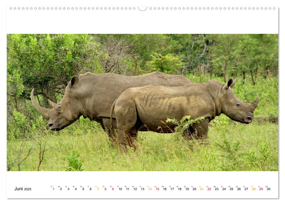 AFRIKAS TIERWELT Panorama Impressionen (CALVENDO Wandkalender 2025)