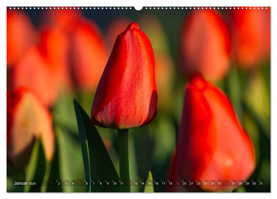 Tulpen - Feuerwerk der Farben (CALVENDO Premium Wandkalender 2025)