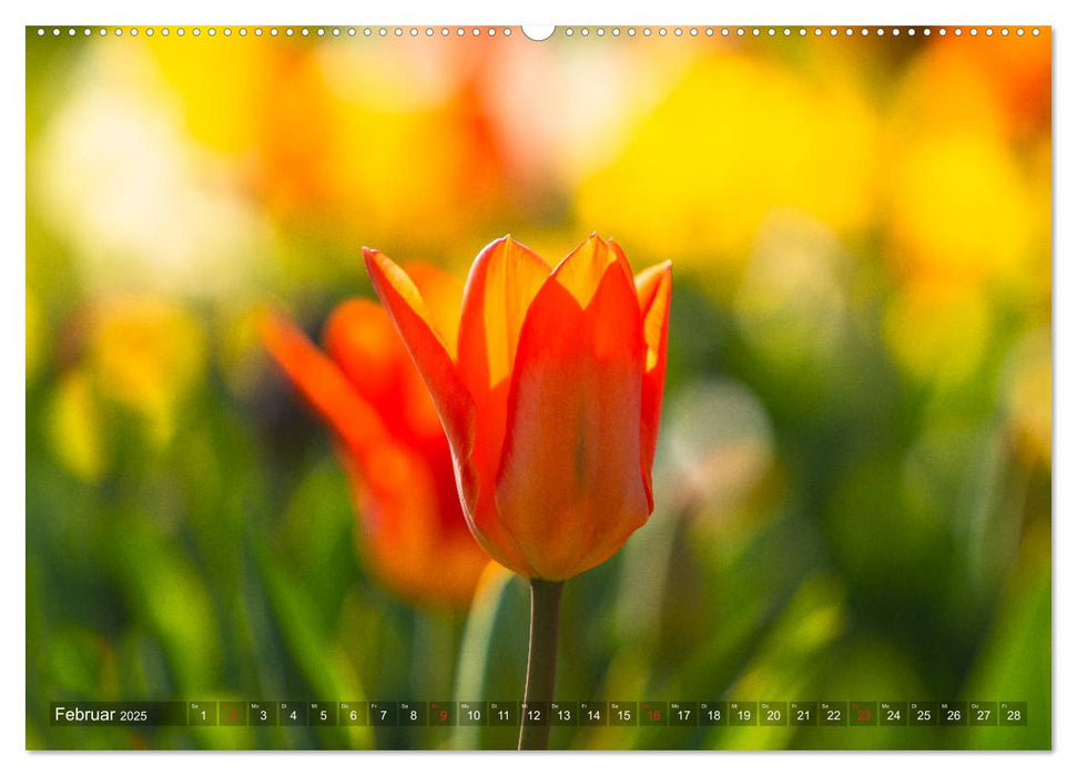 Tulpen - Feuerwerk der Farben (CALVENDO Premium Wandkalender 2025)