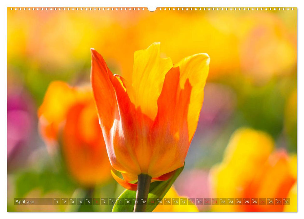 Tulpen - Feuerwerk der Farben (CALVENDO Premium Wandkalender 2025)