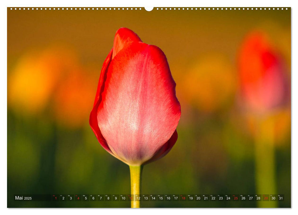 Tulpen - Feuerwerk der Farben (CALVENDO Premium Wandkalender 2025)