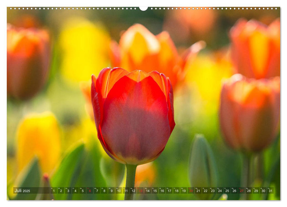 Tulpen - Feuerwerk der Farben (CALVENDO Premium Wandkalender 2025)