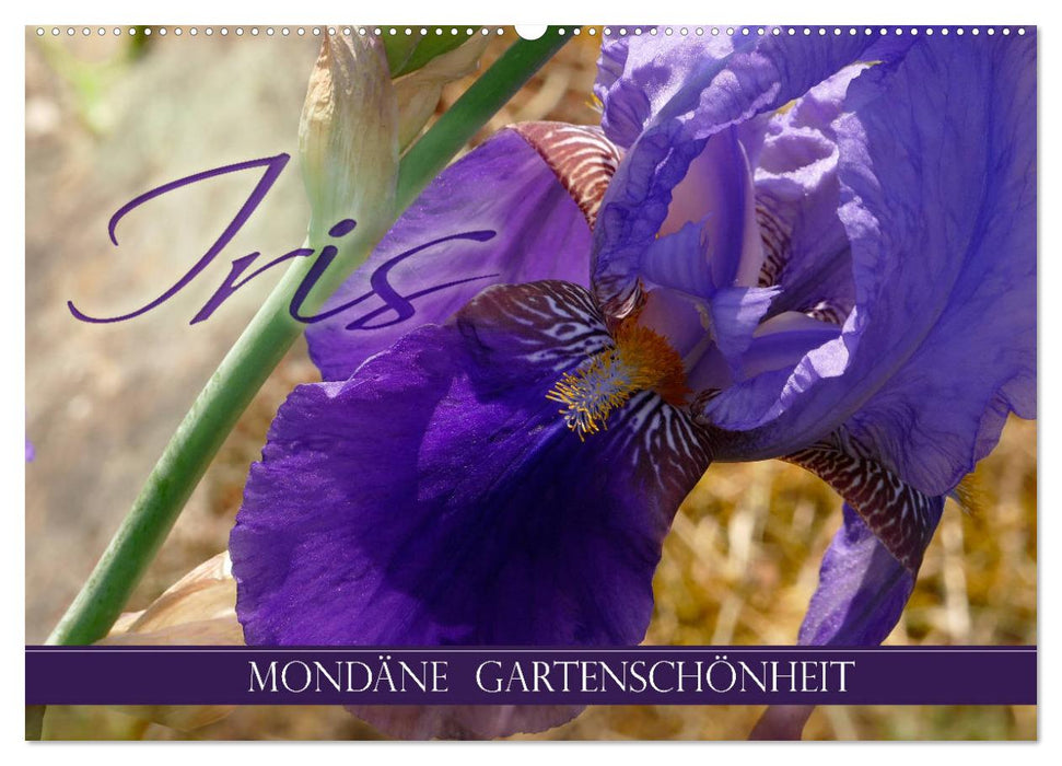 Iris - mondäne Gartenschönheit (CALVENDO Wandkalender 2025)