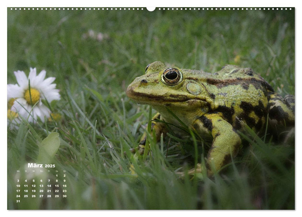 Glückliche Frösche (CALVENDO Premium Wandkalender 2025)