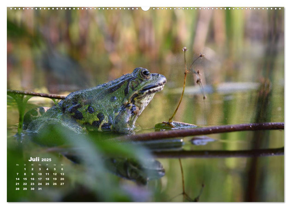 Glückliche Frösche (CALVENDO Premium Wandkalender 2025)