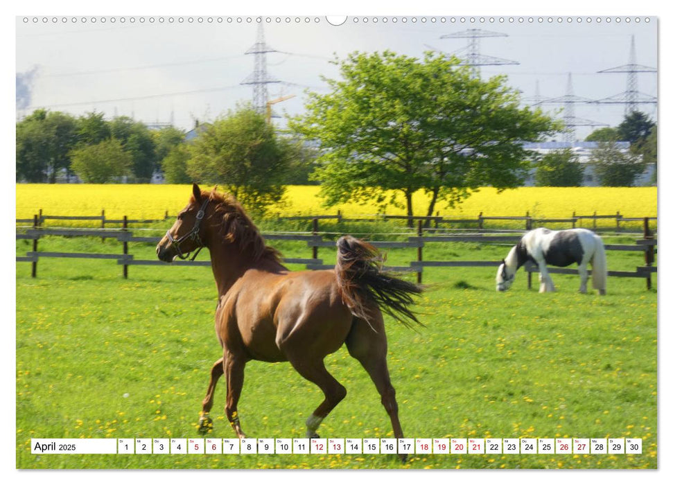 Widdersdorf - Boomtown im Kölner Westen (CALVENDO Premium Wandkalender 2025)