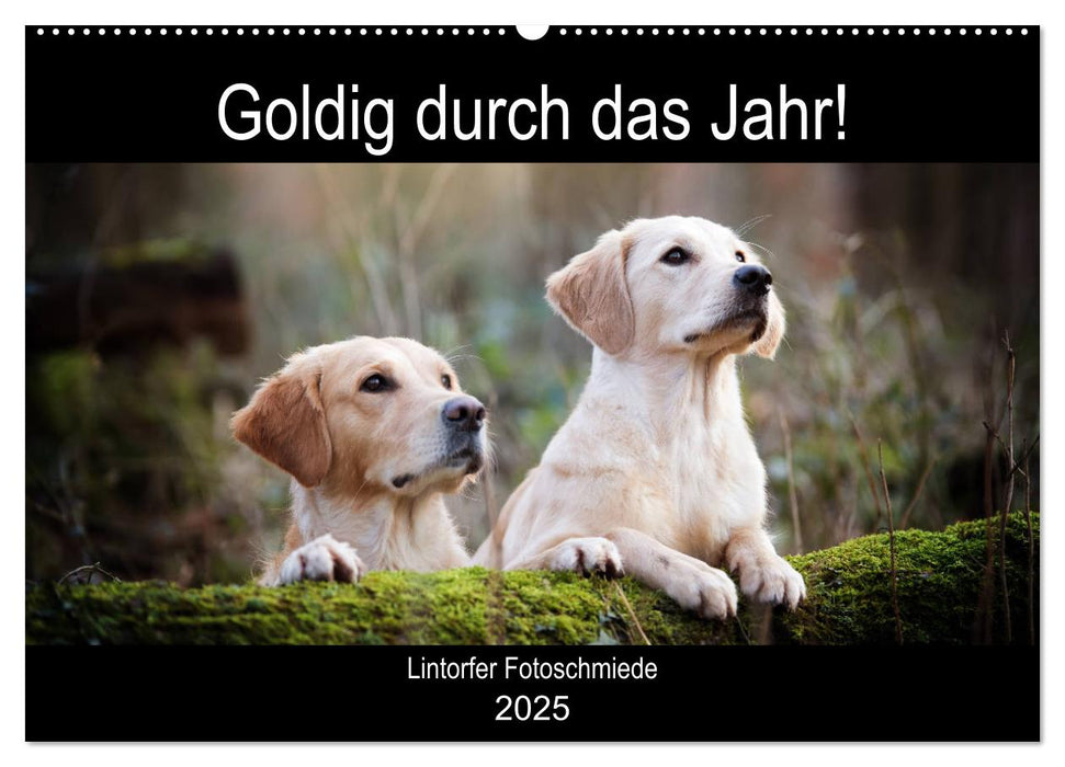 Goldig durch das Jahr! (CALVENDO Wandkalender 2025)