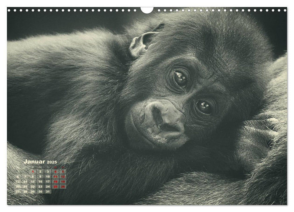 PRIMATEN PORTRAITS - monochrom (CALVENDO Wandkalender 2025)