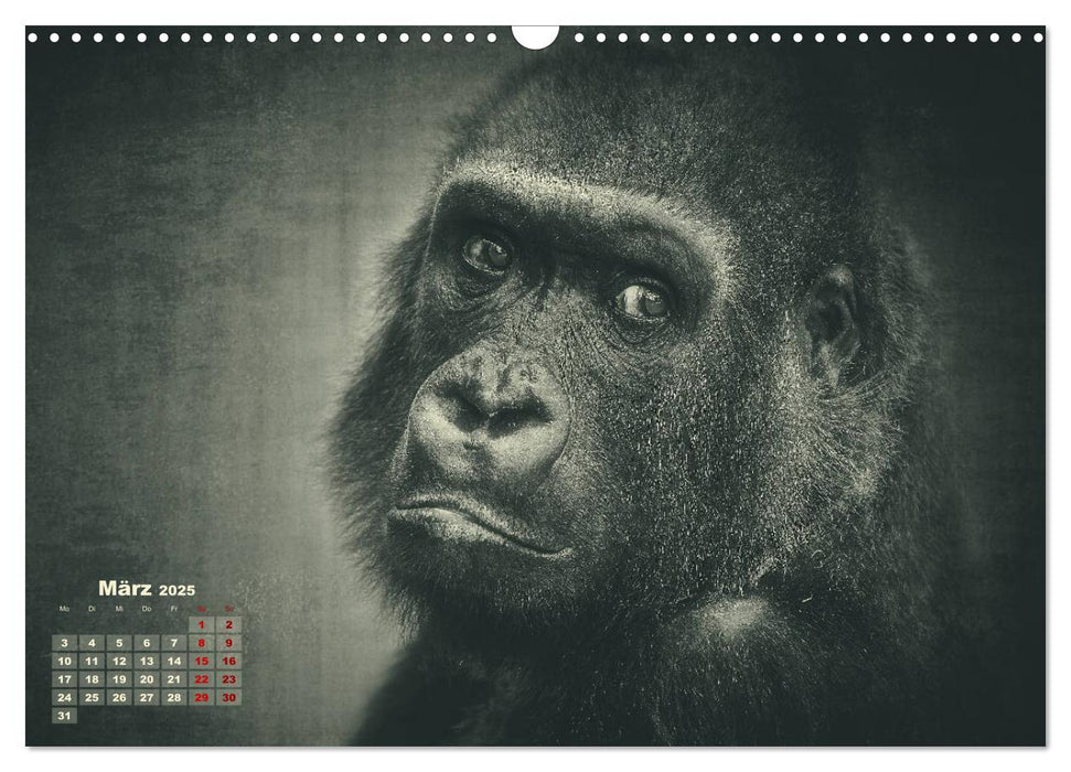 PRIMATEN PORTRAITS - monochrom (CALVENDO Wandkalender 2025)