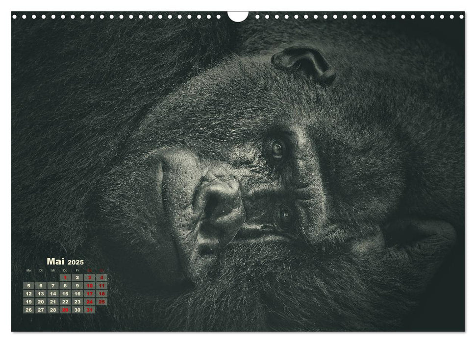 PRIMATEN PORTRAITS - monochrom (CALVENDO Wandkalender 2025)