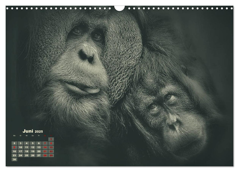 PRIMATEN PORTRAITS - monochrom (CALVENDO Wandkalender 2025)