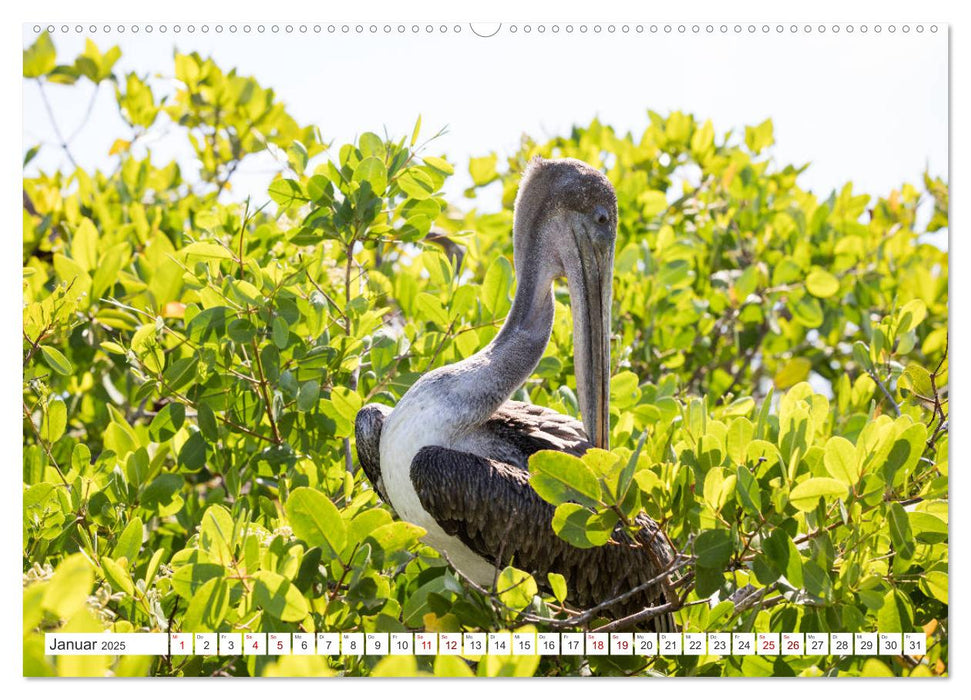 Galapagos-Inseln - Ein Paradies für Tiere (CALVENDO Wandkalender 2025)