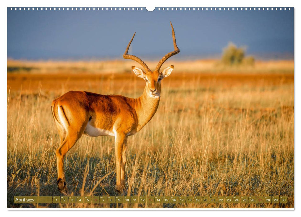 Wildes Kenia (CALVENDO Premium Wandkalender 2025)