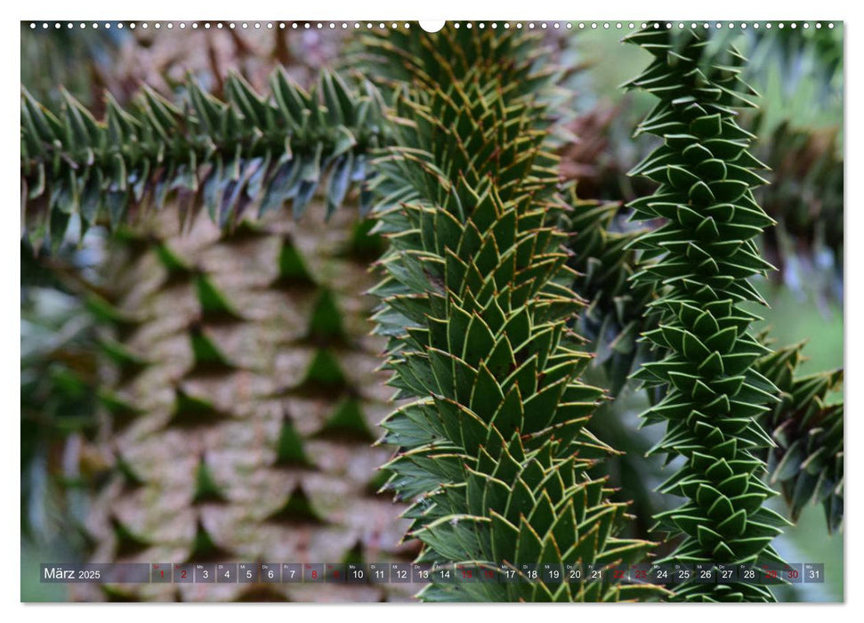 Lebensform Baum (CALVENDO Wandkalender 2025)