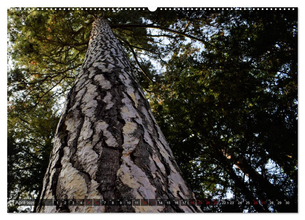 Lebensform Baum (CALVENDO Wandkalender 2025)