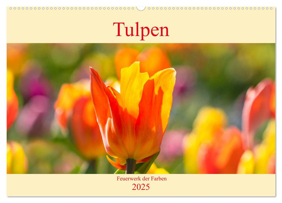 Tulpen - Feuerwerk der Farben (CALVENDO Wandkalender 2025)