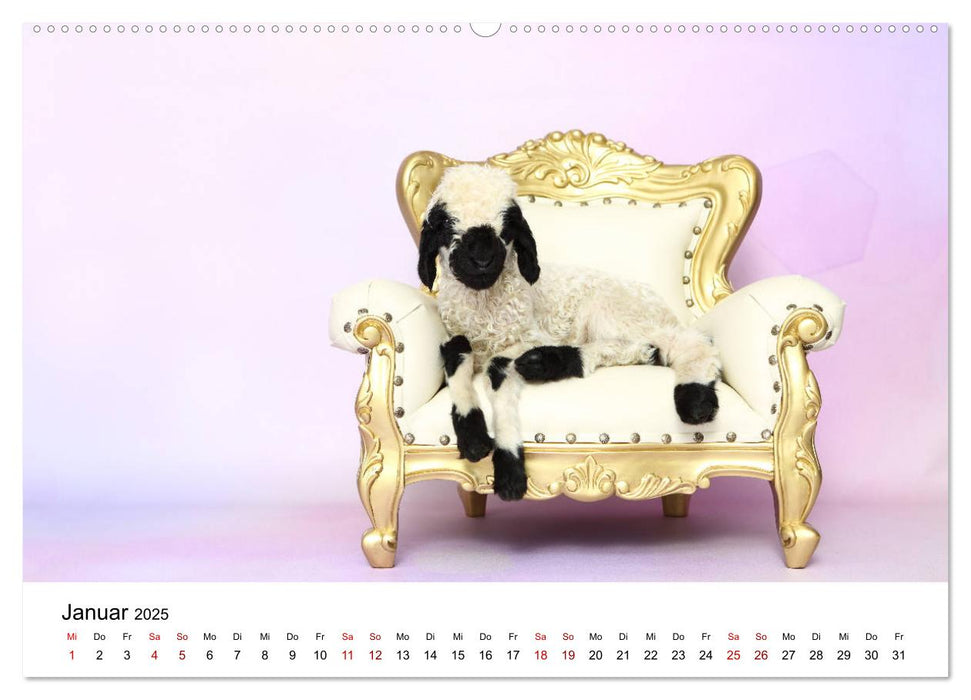 Walliser Schwarznasenschaf Valais Blacknose Sheep (CALVENDO Premium Wandkalender 2025)