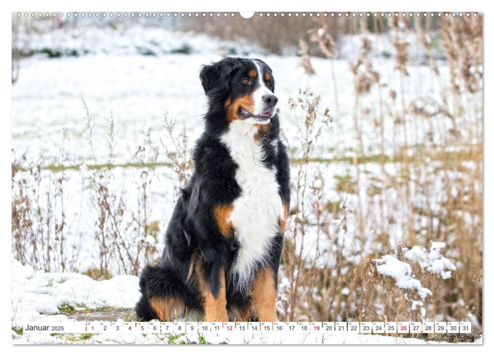 Berner Sennenhunde machen glücklich (CALVENDO Premium Wandkalender 2025)