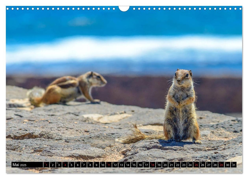 Fuerteventura - Hart am Wind (CALVENDO Wandkalender 2025)