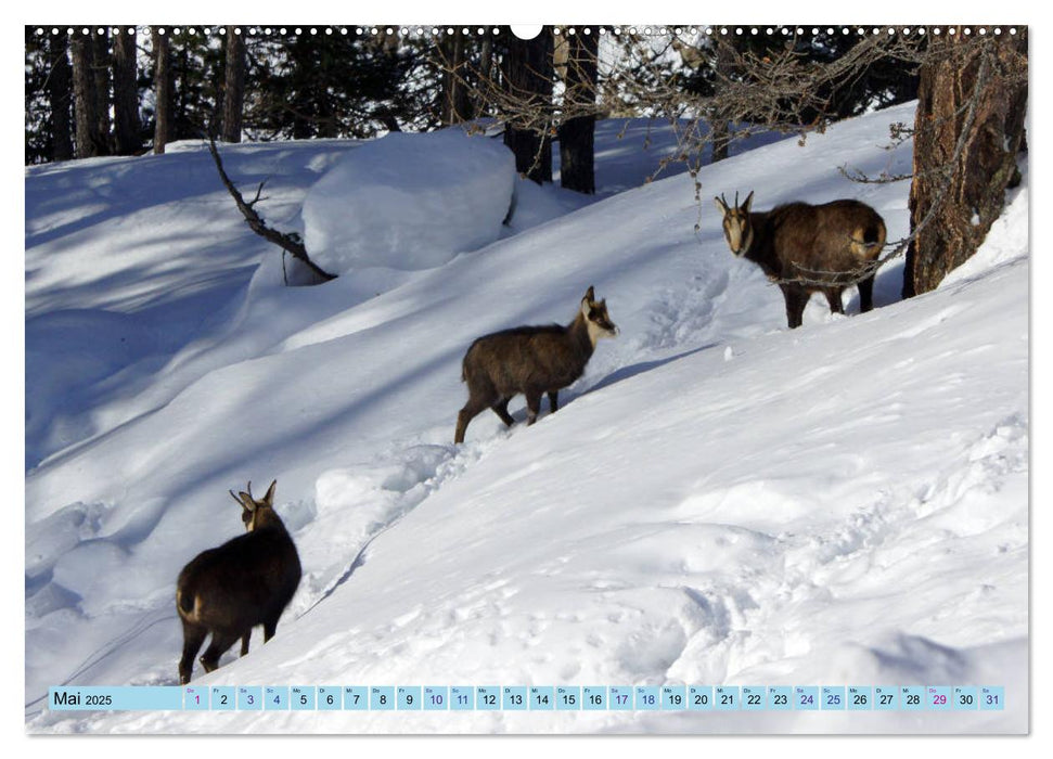 WinterIdylle Unterwegs im Saastal (CALVENDO Premium Wandkalender 2025)