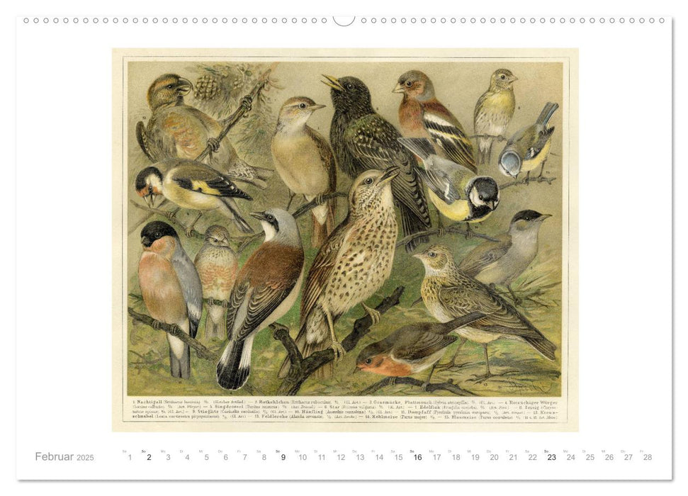 Farbenprächtige Fauna. Fische, Vögel, Schmetterlinge in Grafiken des 19 Jahrhunderts (CALVENDO Premium Wandkalender 2025)