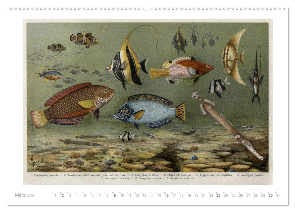 Farbenprächtige Fauna. Fische, Vögel, Schmetterlinge in Grafiken des 19 Jahrhunderts (CALVENDO Premium Wandkalender 2025)