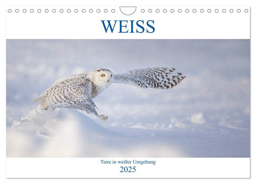 WEISS (CALVENDO Wandkalender 2025)