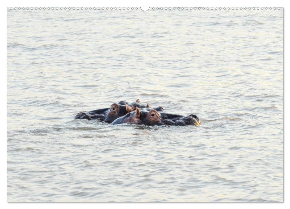 Nilpferde, Kolosse im Wasser (CALVENDO Premium Wandkalender 2025)