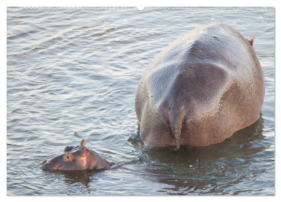 Nilpferde, Kolosse im Wasser (CALVENDO Premium Wandkalender 2025)