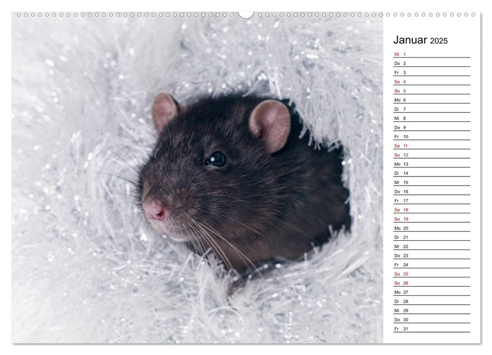 Ratten. Kleine Nager, großes Herz. (CALVENDO Premium Wandkalender 2025)