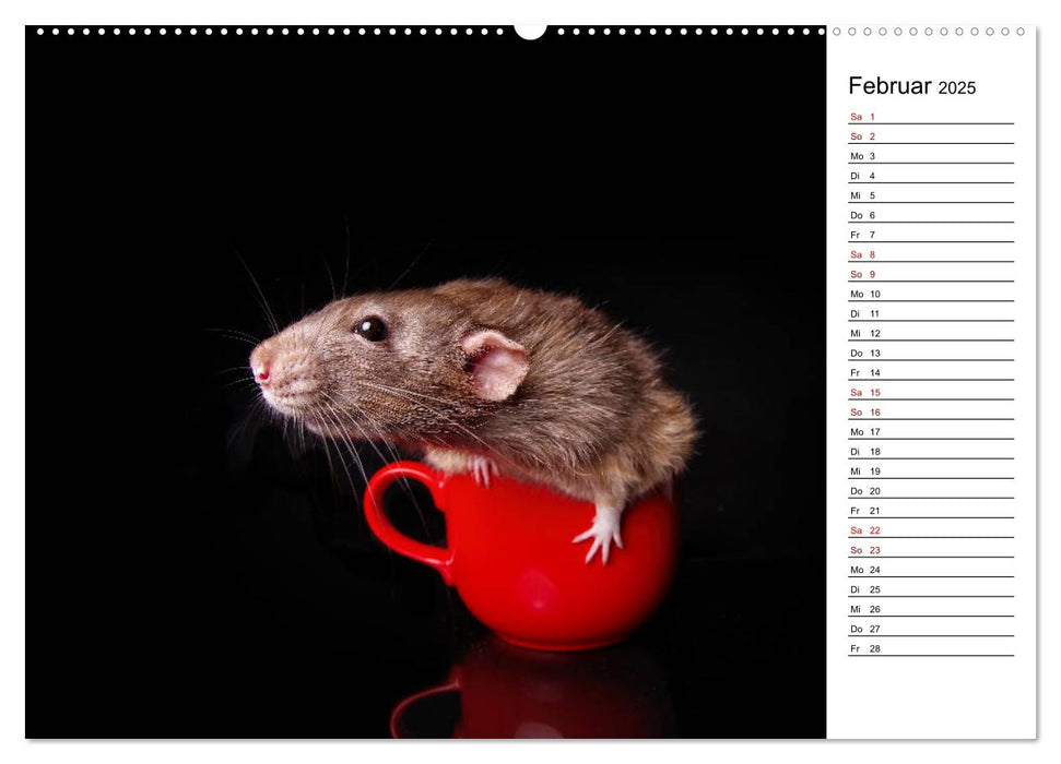 Ratten. Kleine Nager, großes Herz. (CALVENDO Premium Wandkalender 2025)