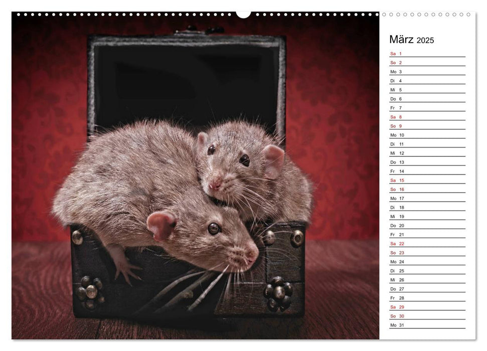 Ratten. Kleine Nager, großes Herz. (CALVENDO Premium Wandkalender 2025)