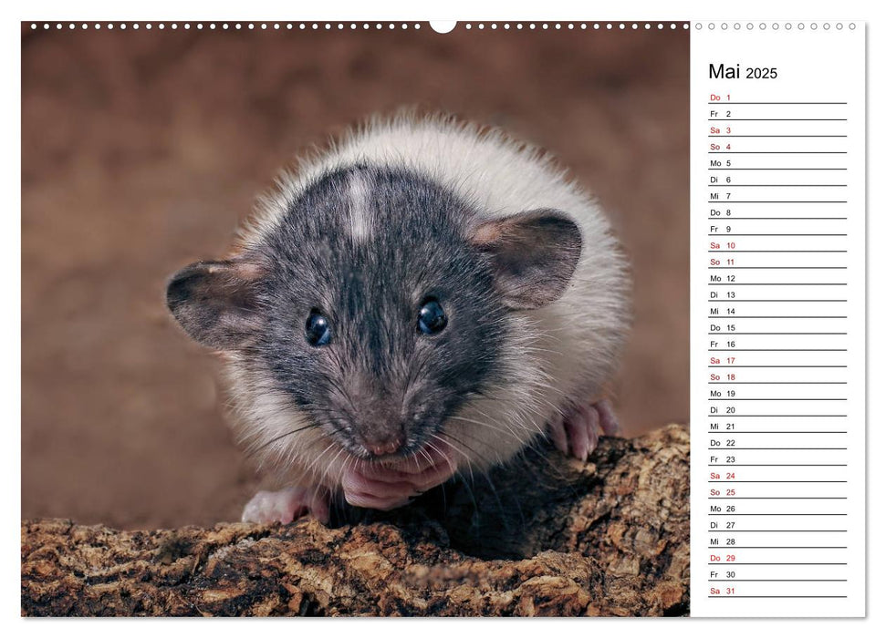 Ratten. Kleine Nager, großes Herz. (CALVENDO Premium Wandkalender 2025)