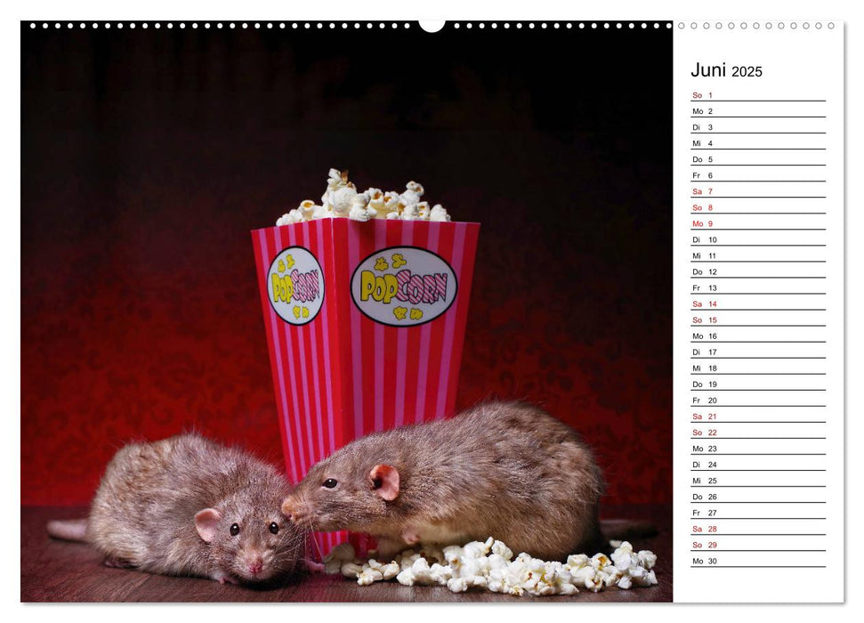 Ratten. Kleine Nager, großes Herz. (CALVENDO Premium Wandkalender 2025)