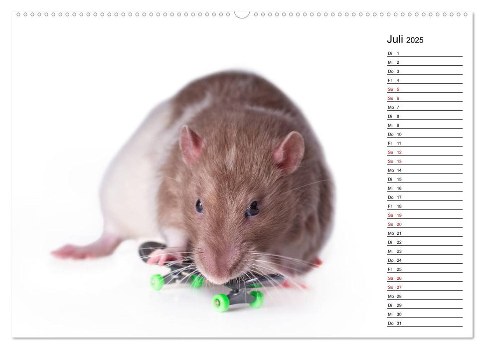 Ratten. Kleine Nager, großes Herz. (CALVENDO Premium Wandkalender 2025)