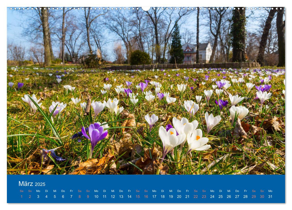 Coswiger Ansichten (CALVENDO Premium Wandkalender 2025)