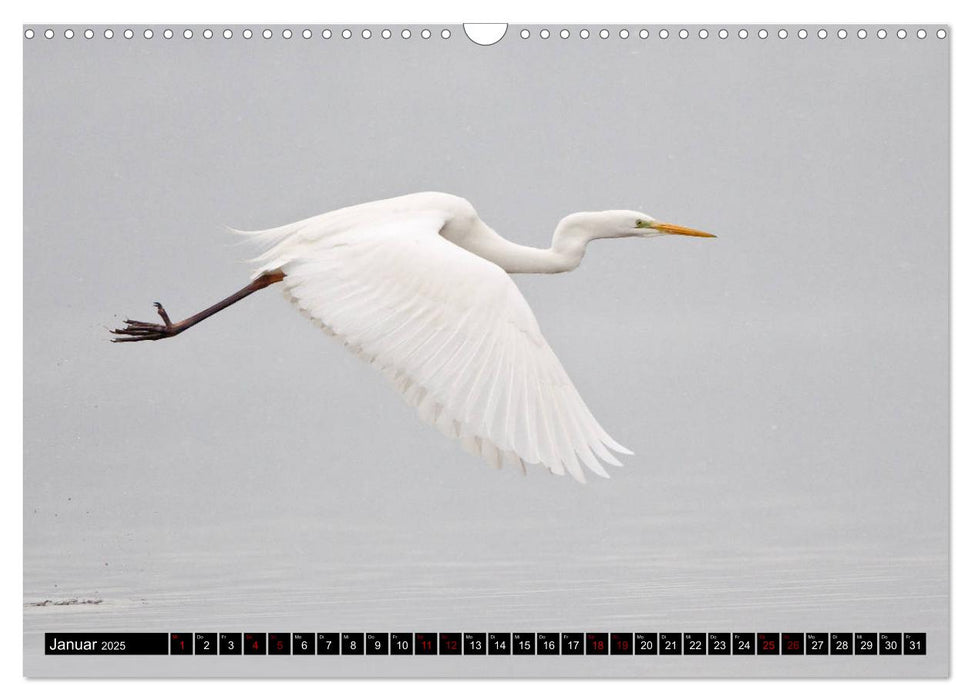 Eleganz in Weiß - Der Silberreiher (CALVENDO Wandkalender 2025)