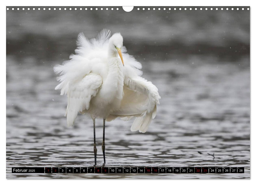 Eleganz in Weiß - Der Silberreiher (CALVENDO Wandkalender 2025)