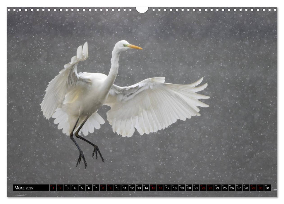 Eleganz in Weiß - Der Silberreiher (CALVENDO Wandkalender 2025)