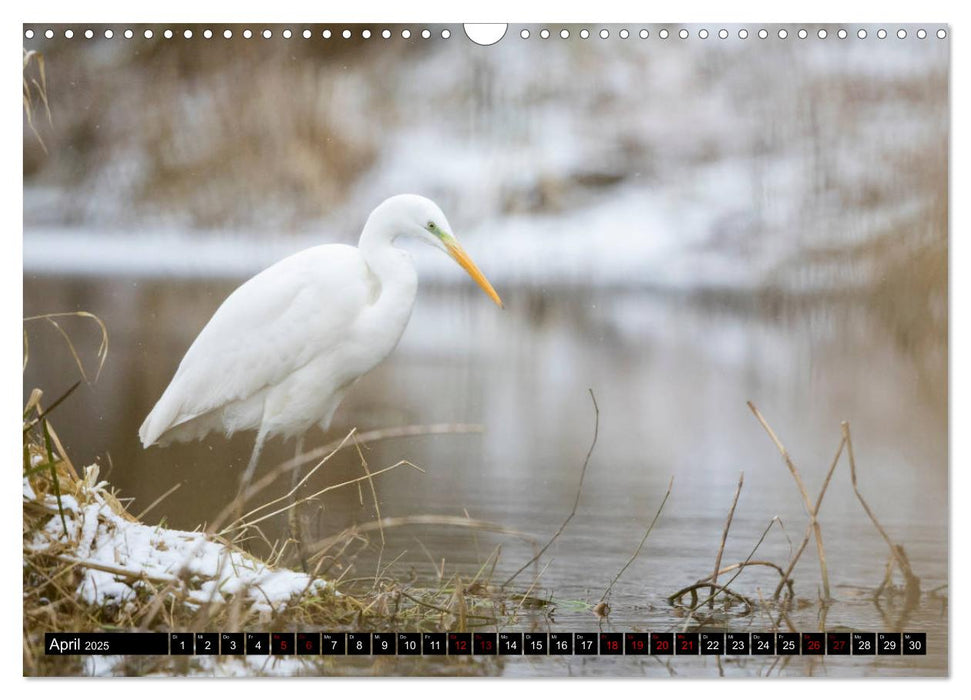 Eleganz in Weiß - Der Silberreiher (CALVENDO Wandkalender 2025)