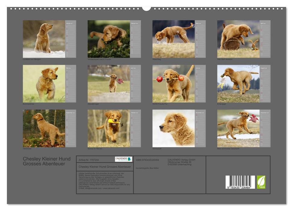 Chesley Kleiner Hund Grosses Abenteuer (CALVENDO Premium Wandkalender 2025)